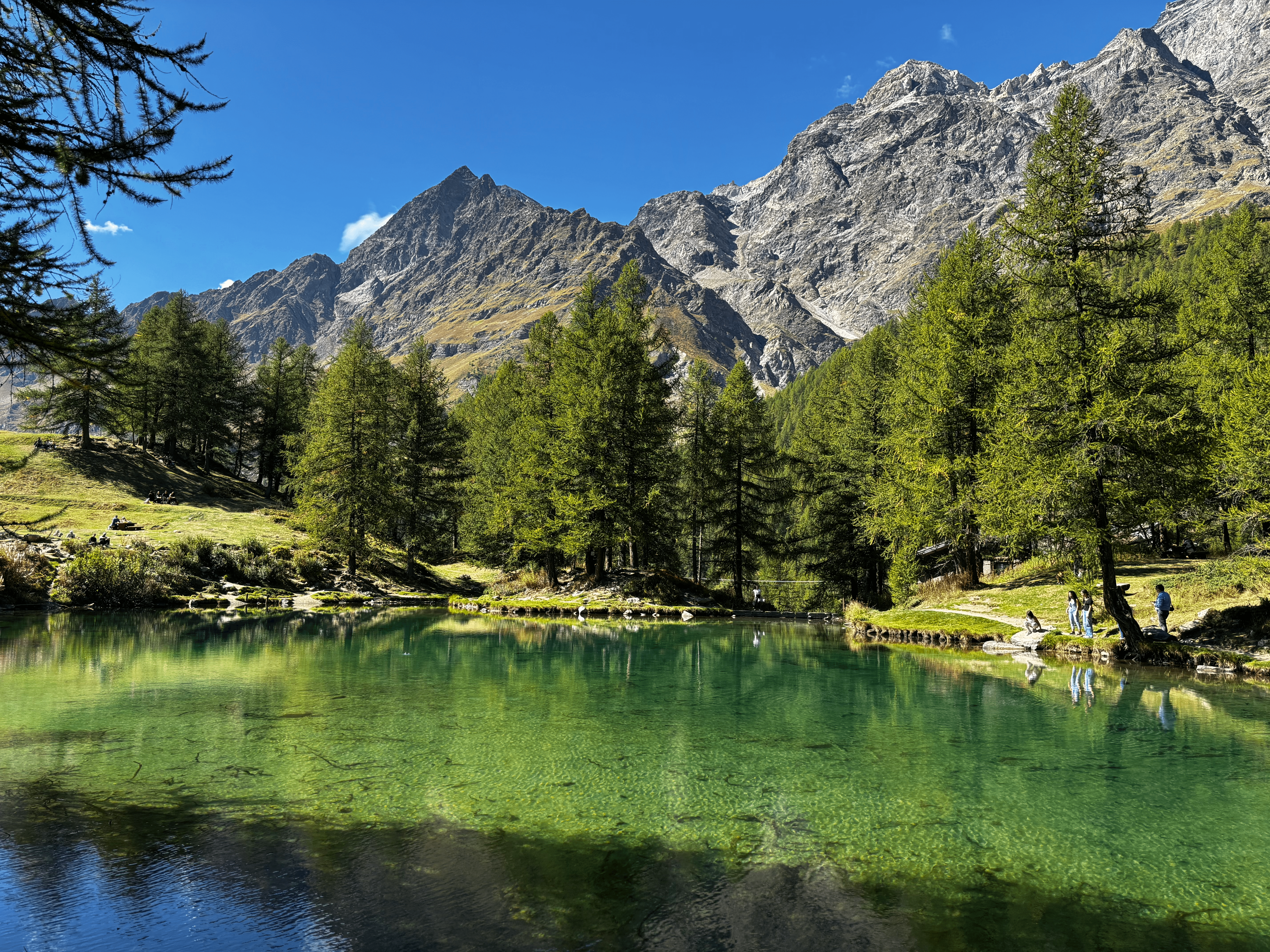 Picture of a green shallow lake amidst the woods in the Alpen mountains.